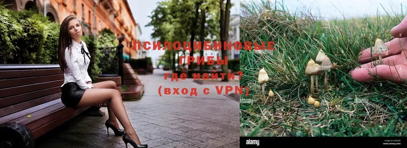 Галлюциногенные грибы Psilocybe  Красногорск 